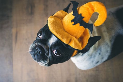 howl-o-ween